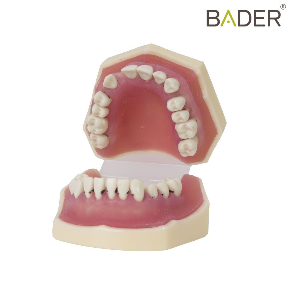 4055-Modèle de parodontologie.jpg