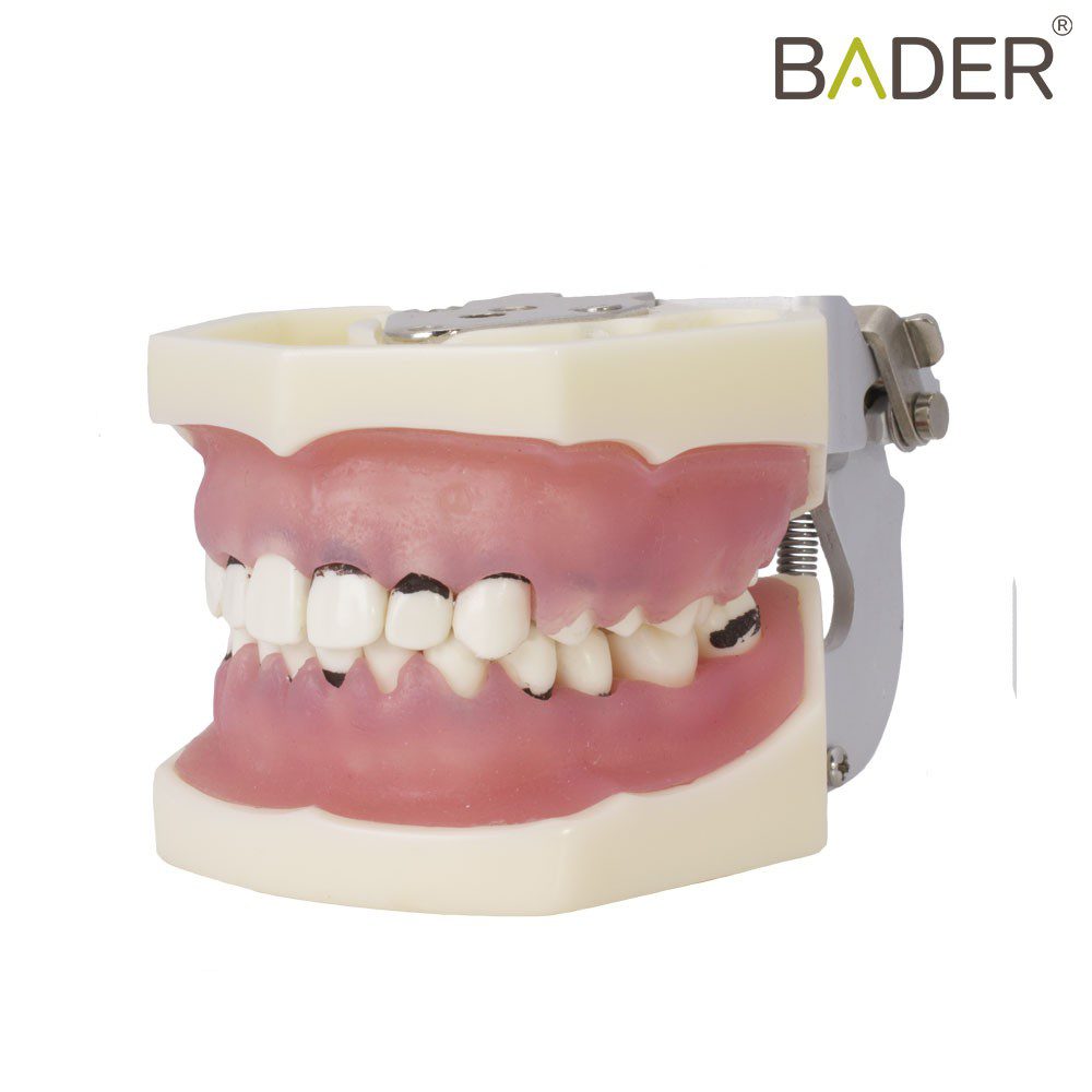 4059-Tipodont-of-periodontics-with-articulator.jpg