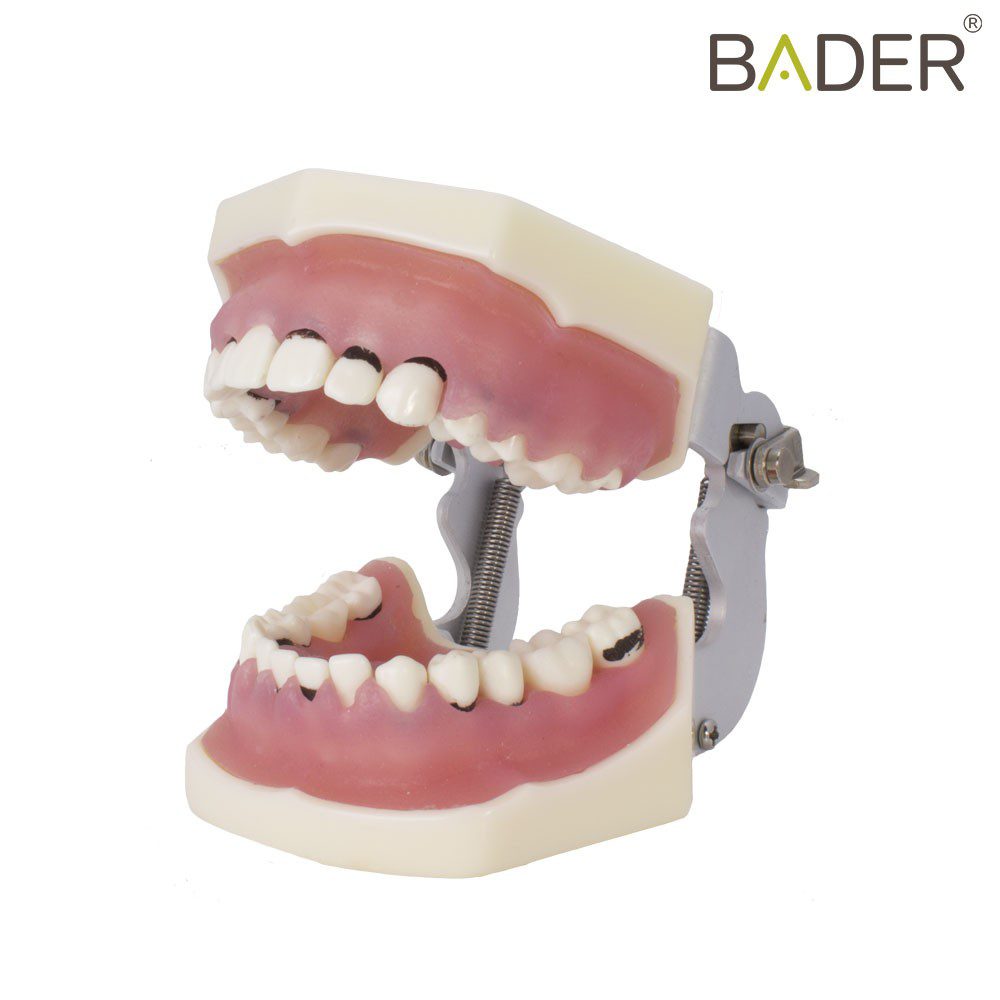 4060-Tipodont-of-periodontics-with-articulator.jpg