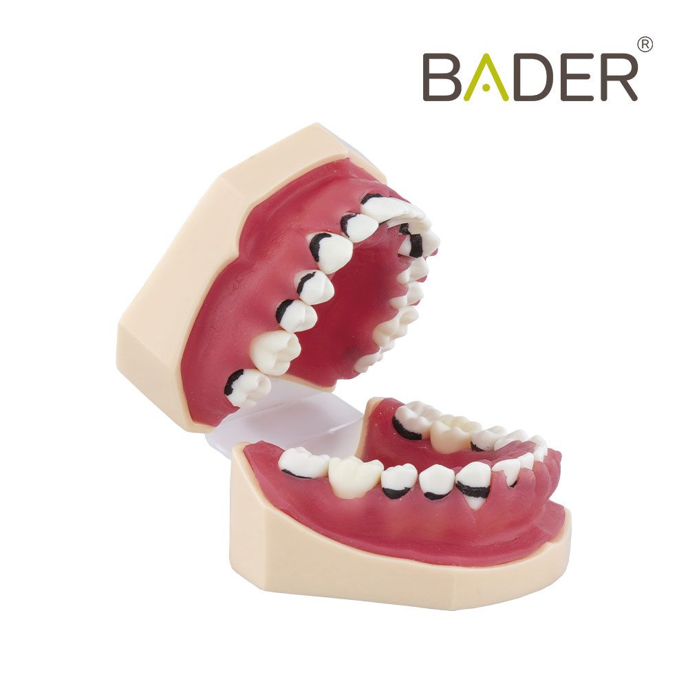 6829-Modèle de parodontologie-complet.jpg