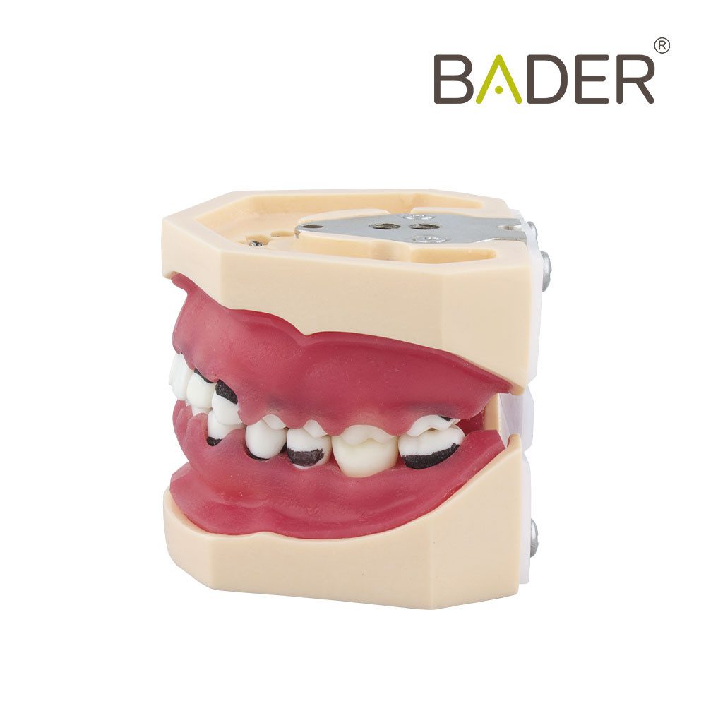 6831-Modèle de parodontologie-complet.jpg